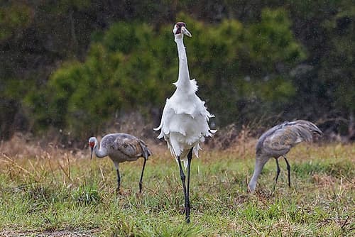 USA-South Texas Aranas National Wildlife Refuge-whooping crane-spring rain Art Print